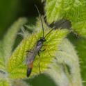 Campopleginae sp.jpg